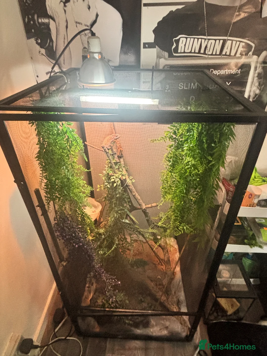 Chameleon reptiles for sale: Female panther chameleon and enclosure  in Basildon - Advert 2