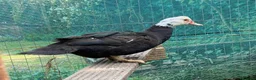 Ducks poultry for sale: Muscovy Duck hatching eggs in Nottingham - Advert 6