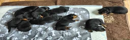 Rottweiler dogs for sale: Rottweiler puppies in Caersws - Advert 4