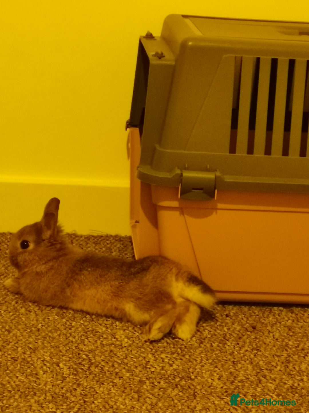 Netherland Dwarf rabbits for sale: Unique, Rare Red Fox Rabbit for sale - Advert 2