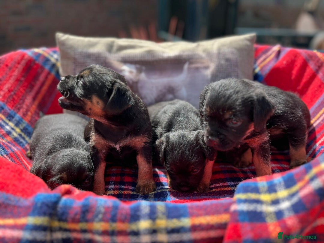 Border Terrier dogs for sale: Beautiful border terrier pups for sale In Kent - Image 9
