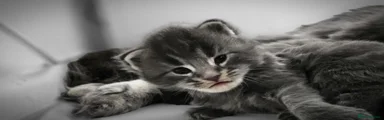 Maine Coon 2