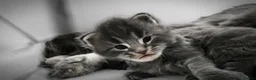 Maine Coon cats for sale: Beautiful Maine Coon kittens purebred  - Advert 13