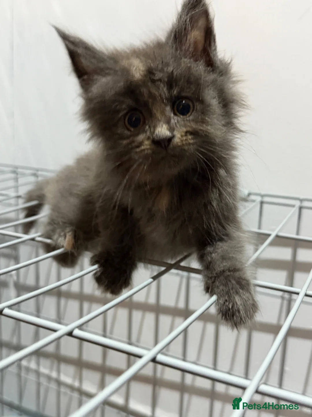 Maine Coon cats for sale: Maincoon kittens  - Advert 10