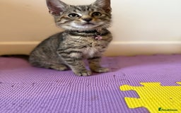 Domestic Shorthair cats for sale: 5 Kittens Looking For A Good Home - Image 5