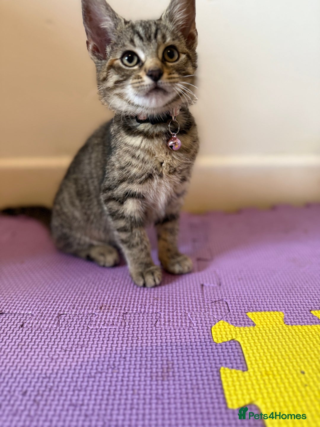 Domestic Shorthair cats for sale: 5 Kittens Looking For A Good Home - Image 5