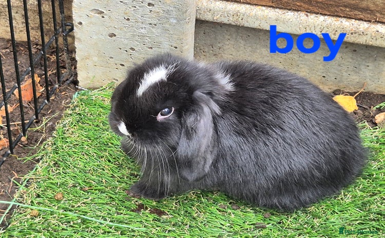 Mini Lop rabbits - Advert 1