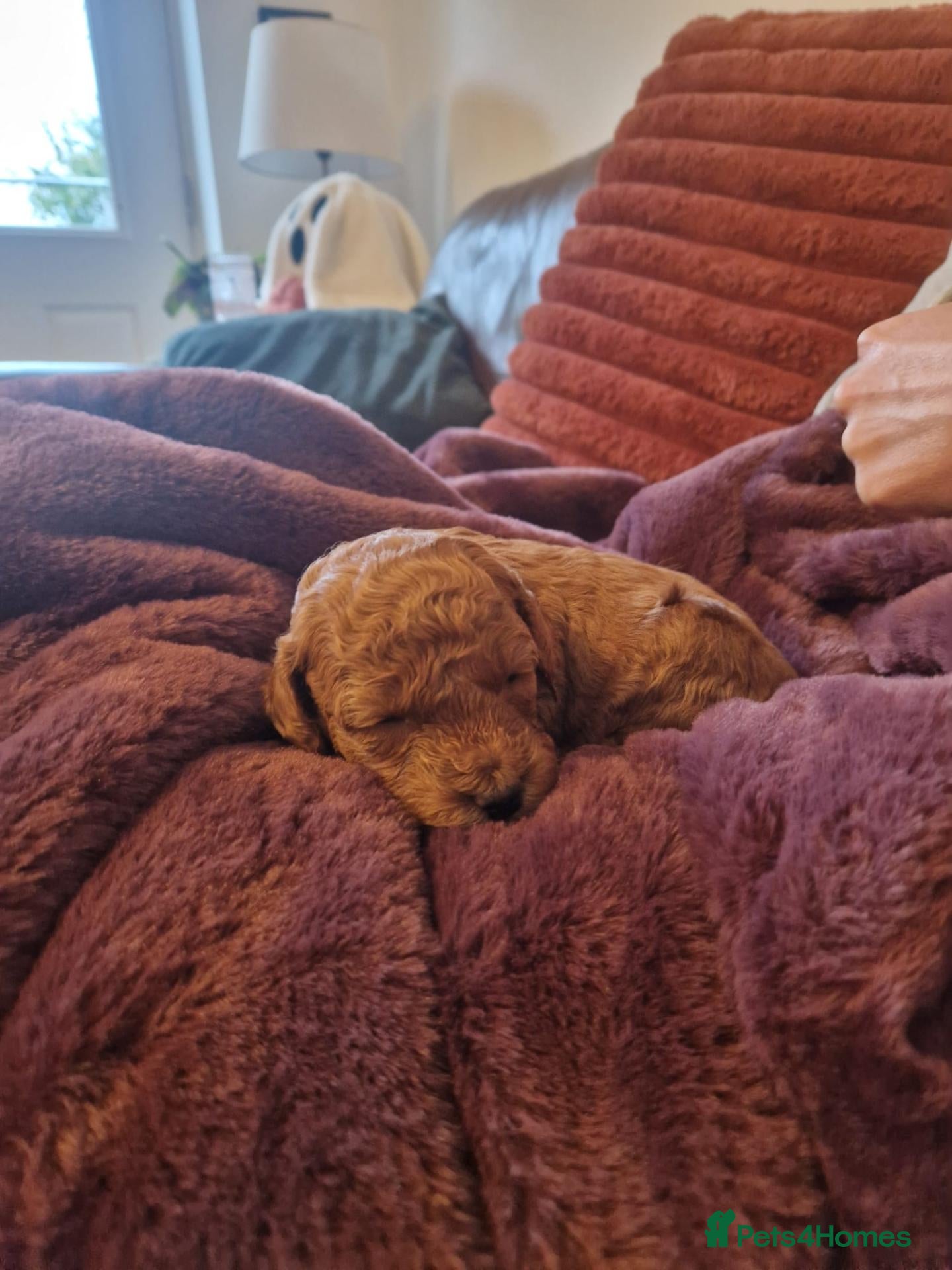 Maltipoo dogs for sale: lola mum - Advert 2