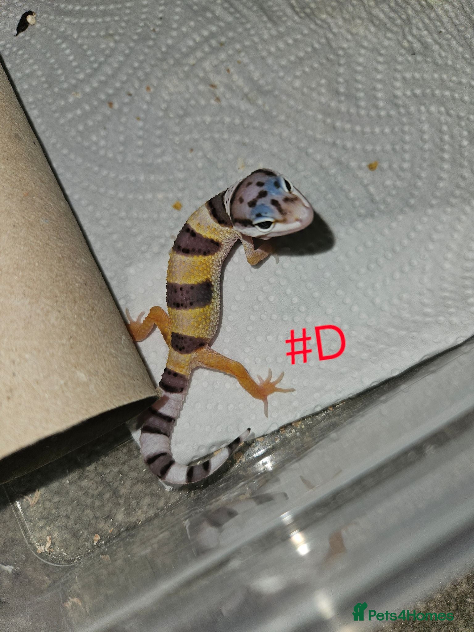 Leopard Gecko reptiles Leopard geckos available  - Advert 4