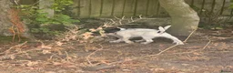 Sprocker dogs for sale: 3 Spaniel female puppies  in Mansfield - Advert 3