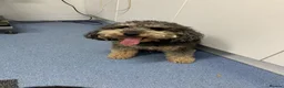 Cockapoo dogs for sale: Beautiful F1b Cockapoo Puppies phantom colours 🐾 - Advert 4