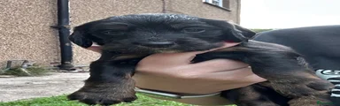 Cocker Spaniel 1