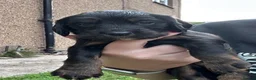 Cocker Spaniel dogs for sale: Working Cocker Spaniels  - Advert 9