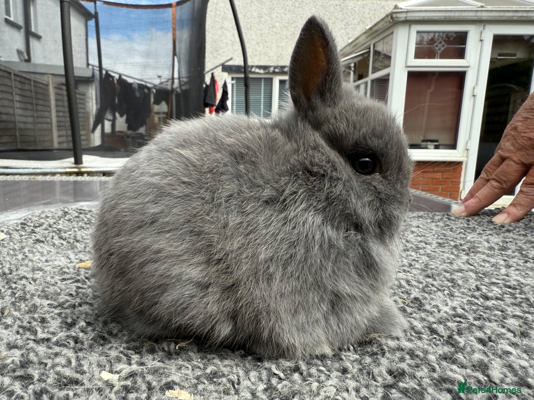 Netherland Dwarf rabbits for sale: Young Netherland Dwarfs for sale in Barrow-in-Furness - Image 17