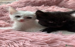 Mixed Breed cats for sale: Lovely little kittens for sale - Image 8