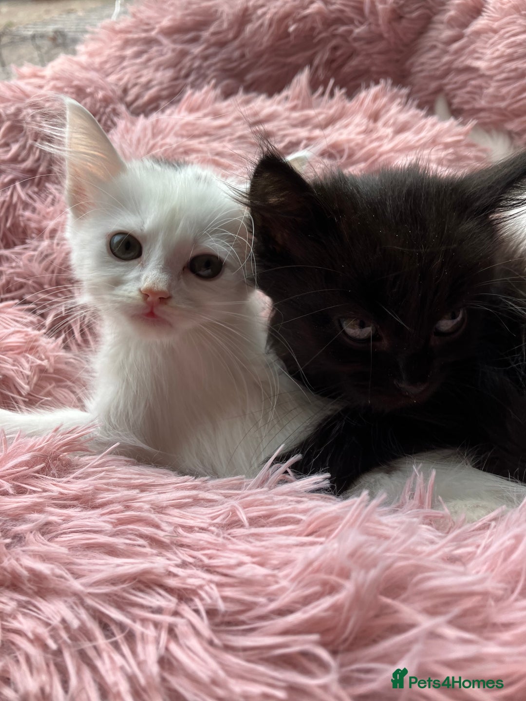Mixed Breed cats for sale: Lovely little kittens for sale - Image 8