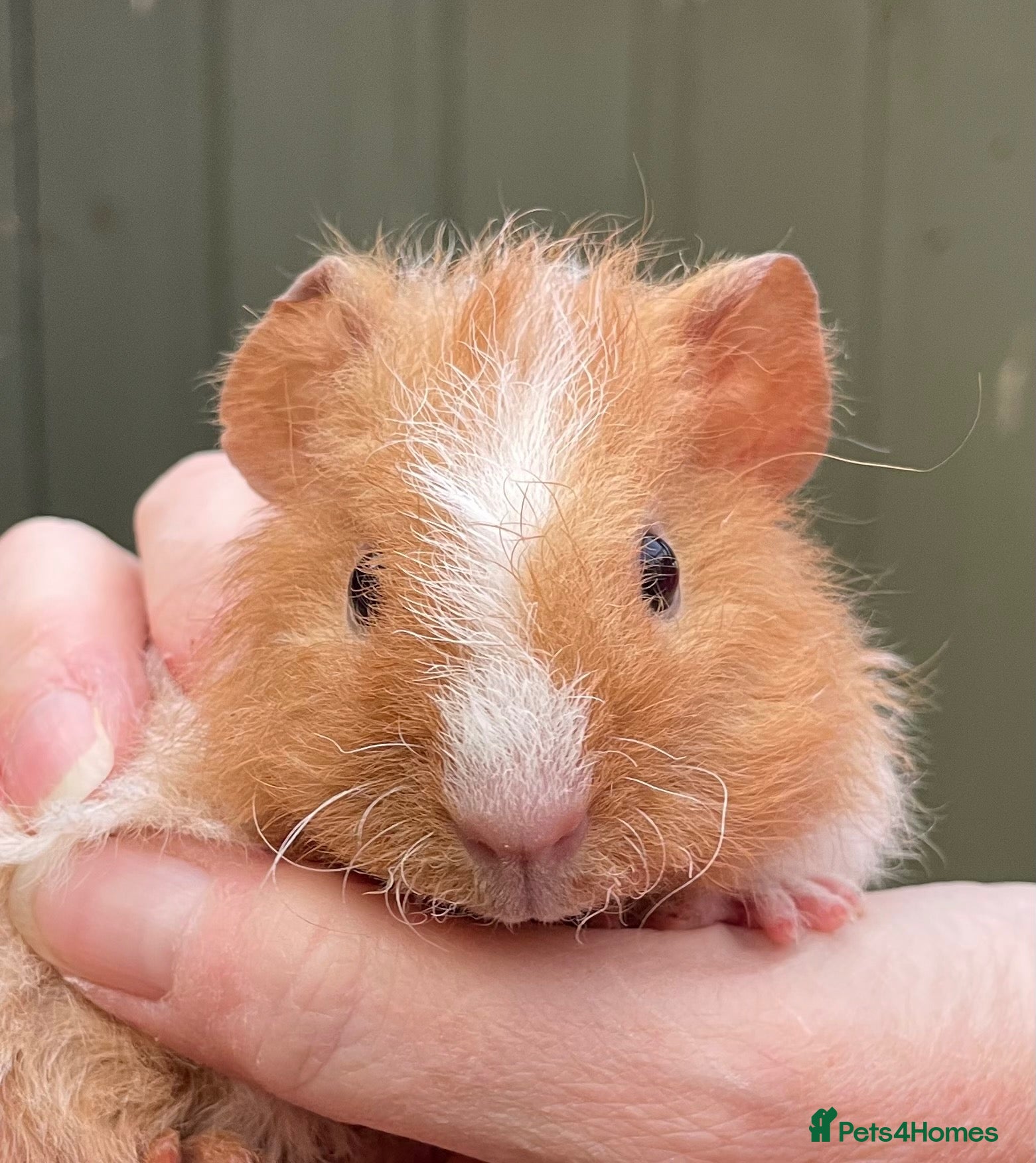 Guinea Pig rodents Baby bonded guinea pigs  - Advert 22