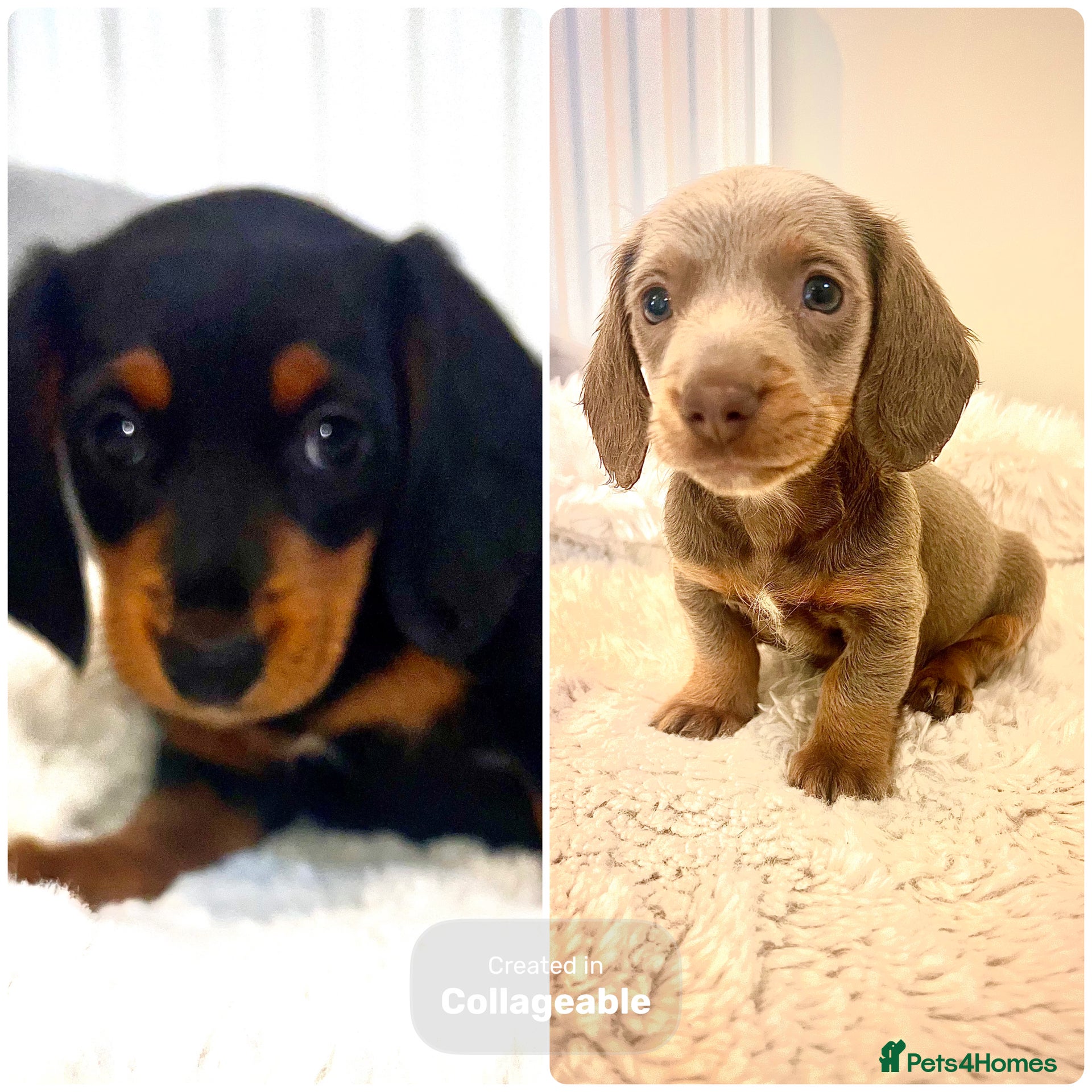 Miniature Dachshund dogs Miniature Dashound’s puppy’s  - Advert 2