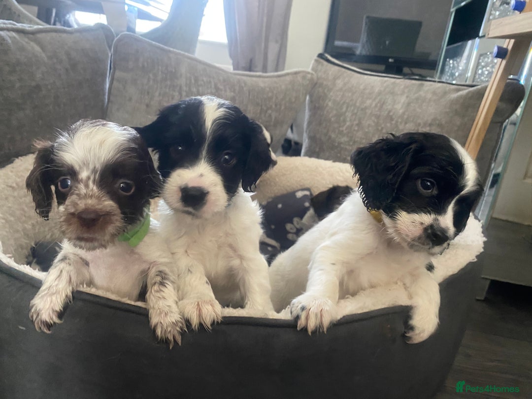 Sprocker dogs for sale: Beautiful Sprocker puppies for sale - Image 19
