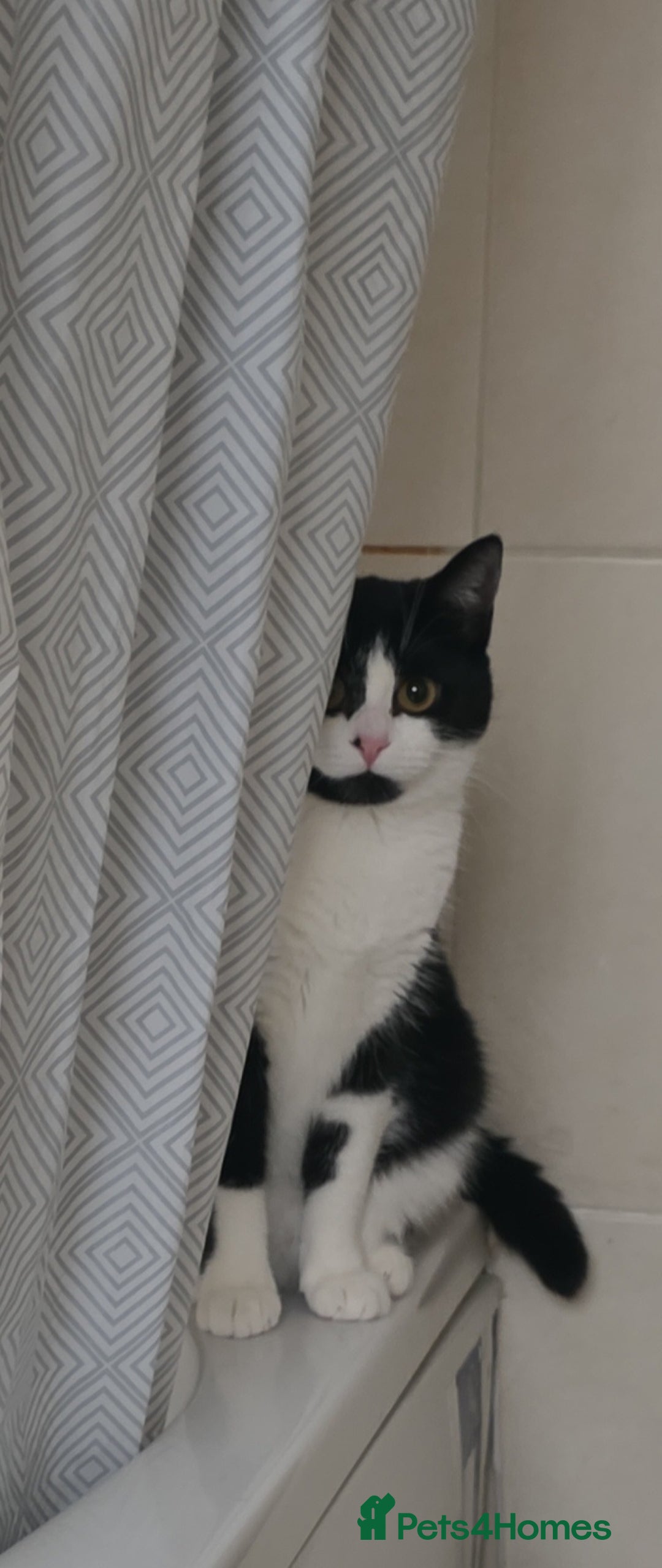 Mixed Breed cats for sale: Beautiful girl ready for her new home - Advert 2