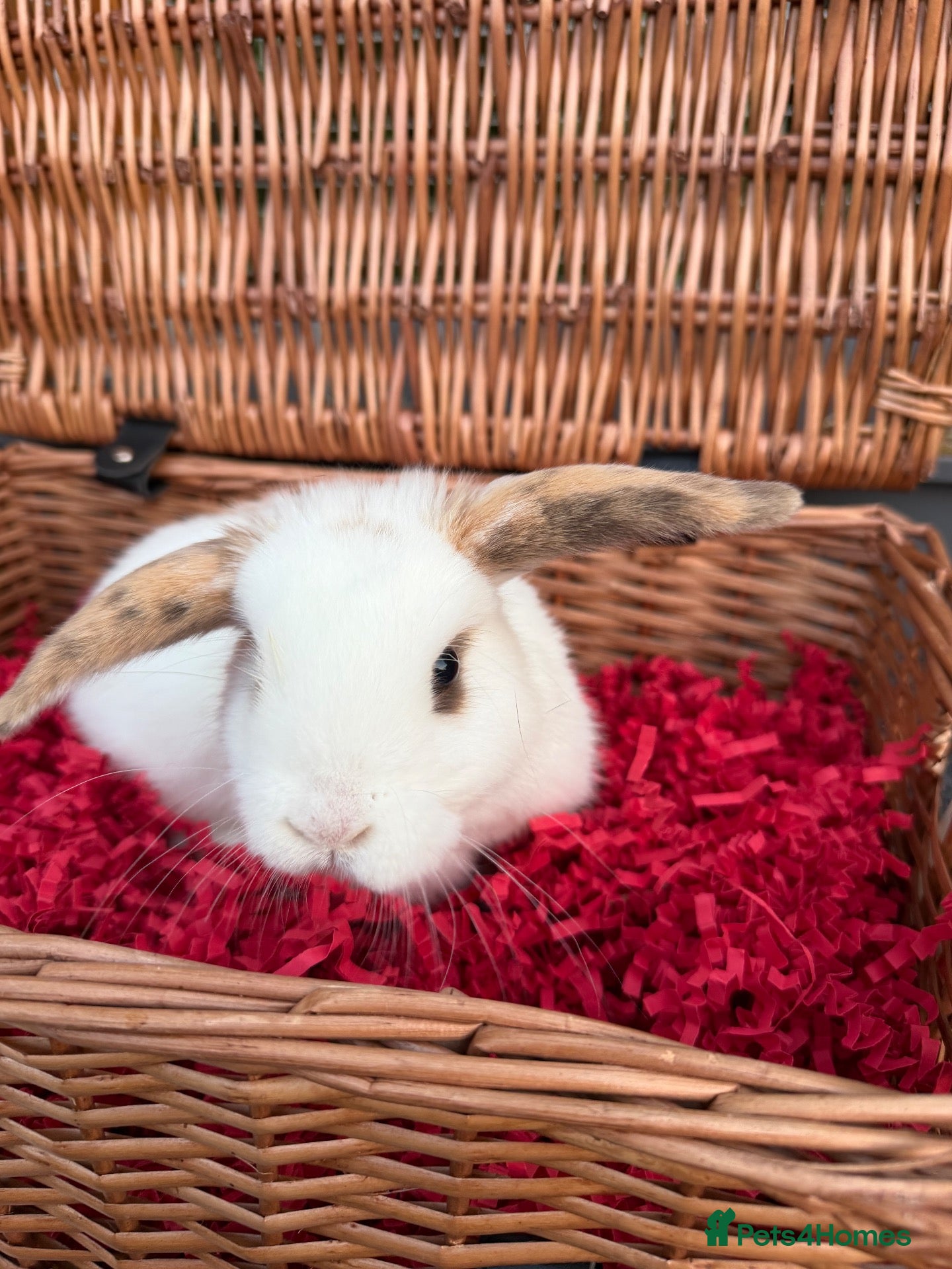Mini Lop rabbits 2 lops & 1 Dutch left available - Advert 2