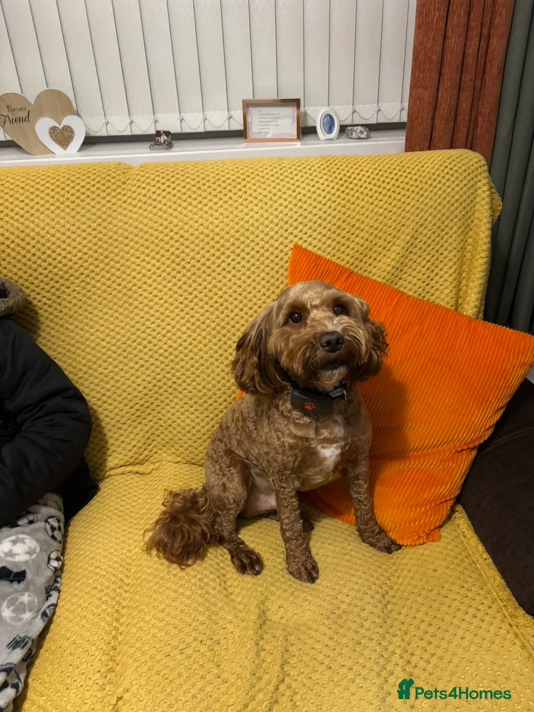 Cockapoo dogs for sale: Loki  - Advert 5