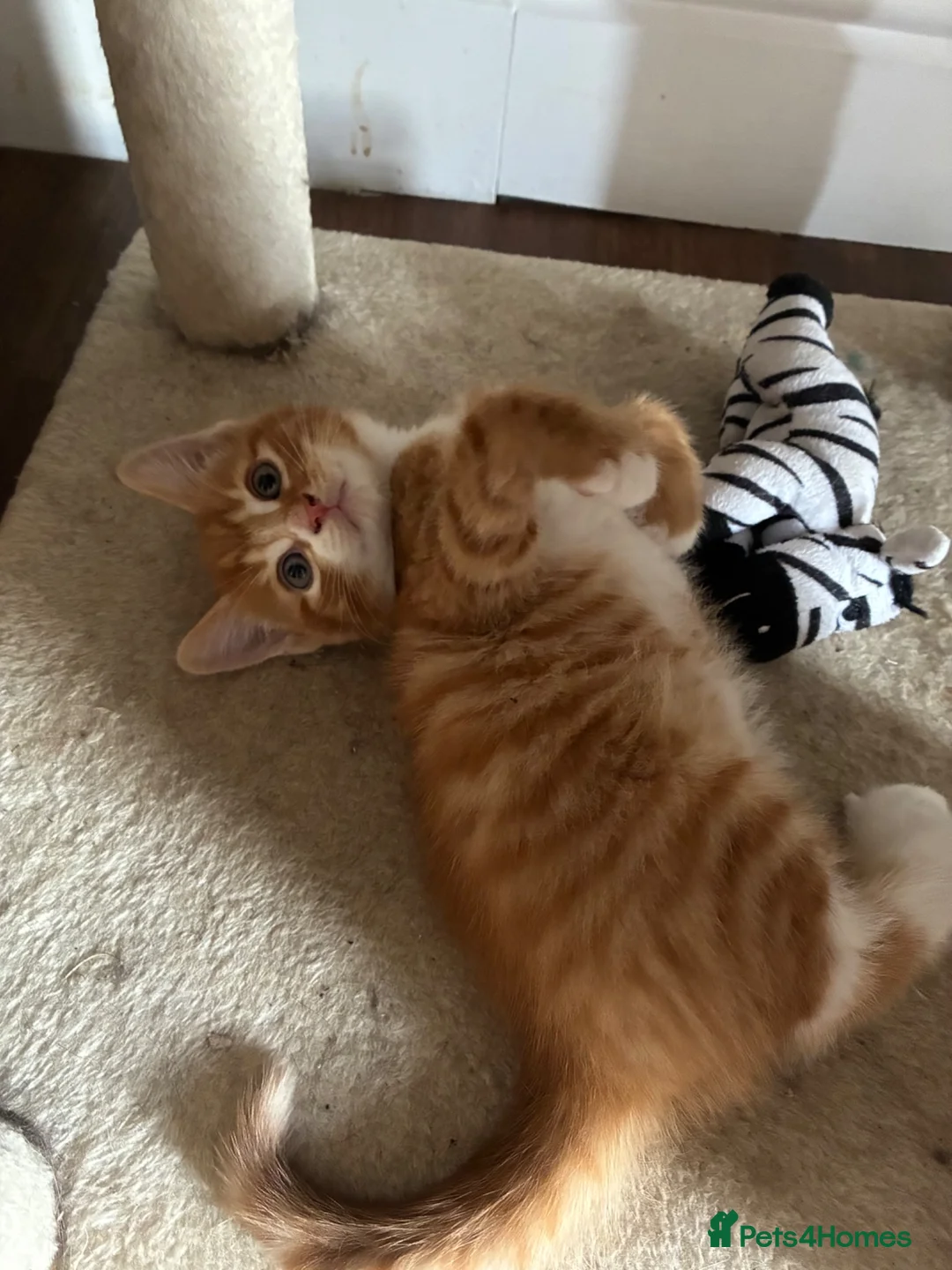 Domestic Shorthair cats for sale: 1 Beautiful Ginger Male Kitten  in Windsor - Advert 2
