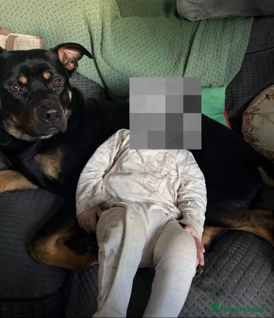 Mixed Breed dogs for sale: German Shepherd x Rottweiler x Pocket Bully in Bristol - Advert 8