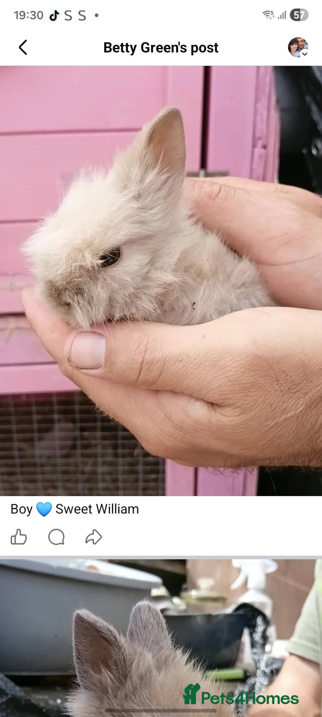 Lionhead rabbits for sale: Lionheads unsexed atm - Advert 2