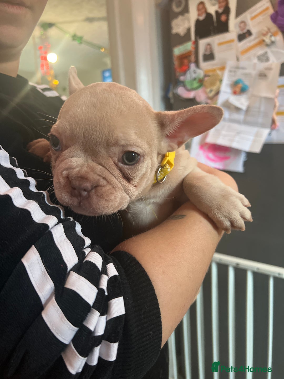 French Bulldog dogs for sale: Female French bulldogs  - Advert 1