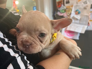French Bulldog dogs Female French bulldogs - Advert 1
