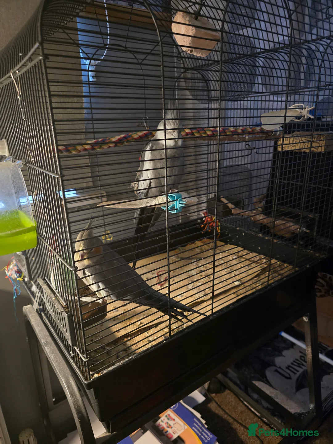 Cockatiels birds for sale: Male and female cockatiels  in Alfreton - Advert 2