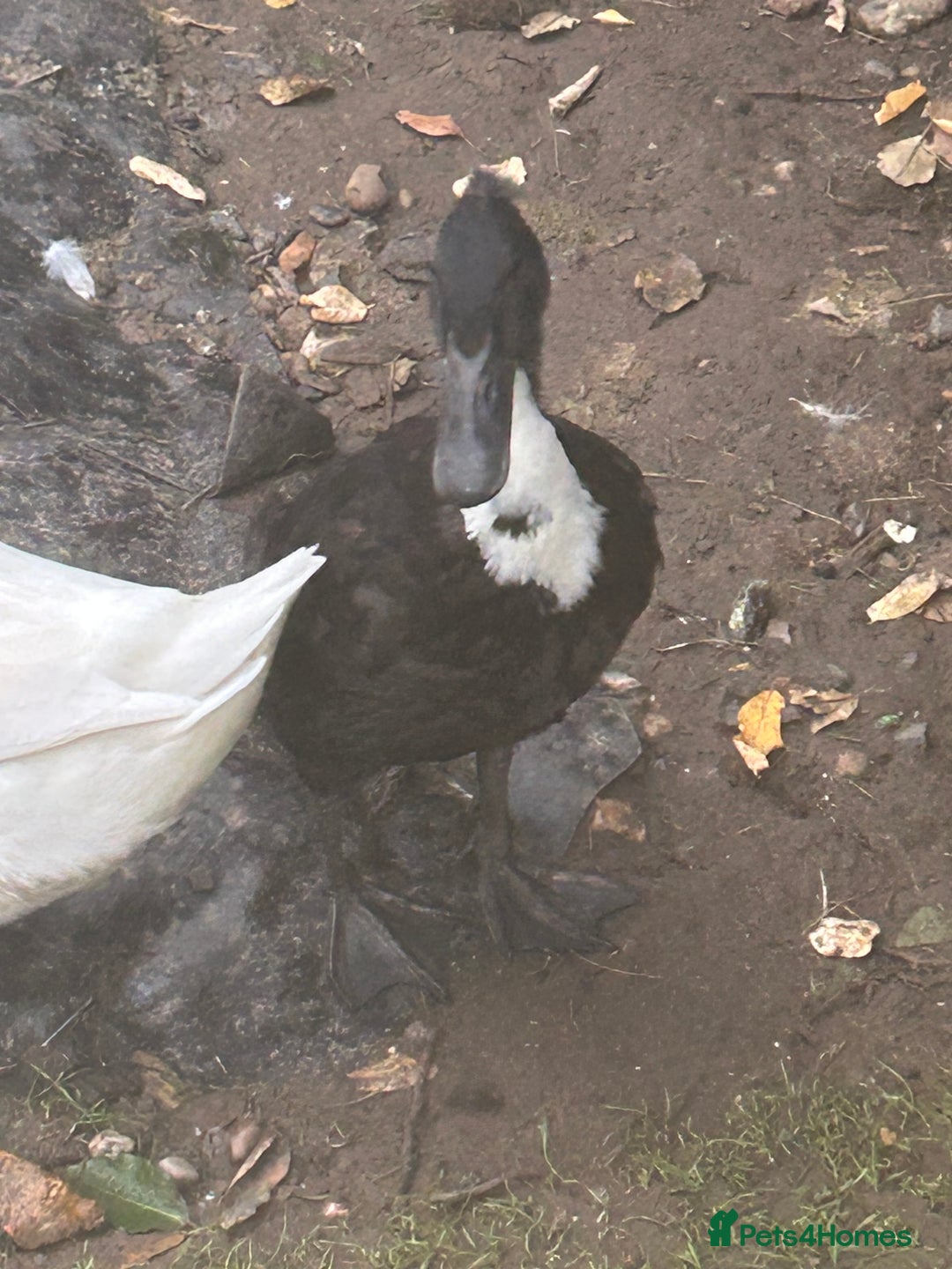 Ducks poultry for sale: 4 ducks for sale  - Image 11