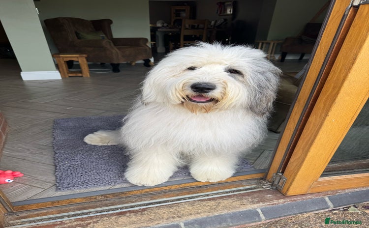 Old English Sheepdog dogs - Advert 1