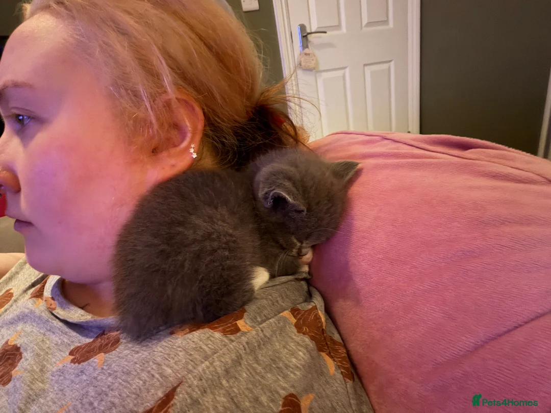 British Shorthair cats for sale: 8week old kitten  - Advert 4