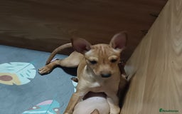 Miniature Pinscher dogs for sale: Miniature Pinscher puppies  - Image 6