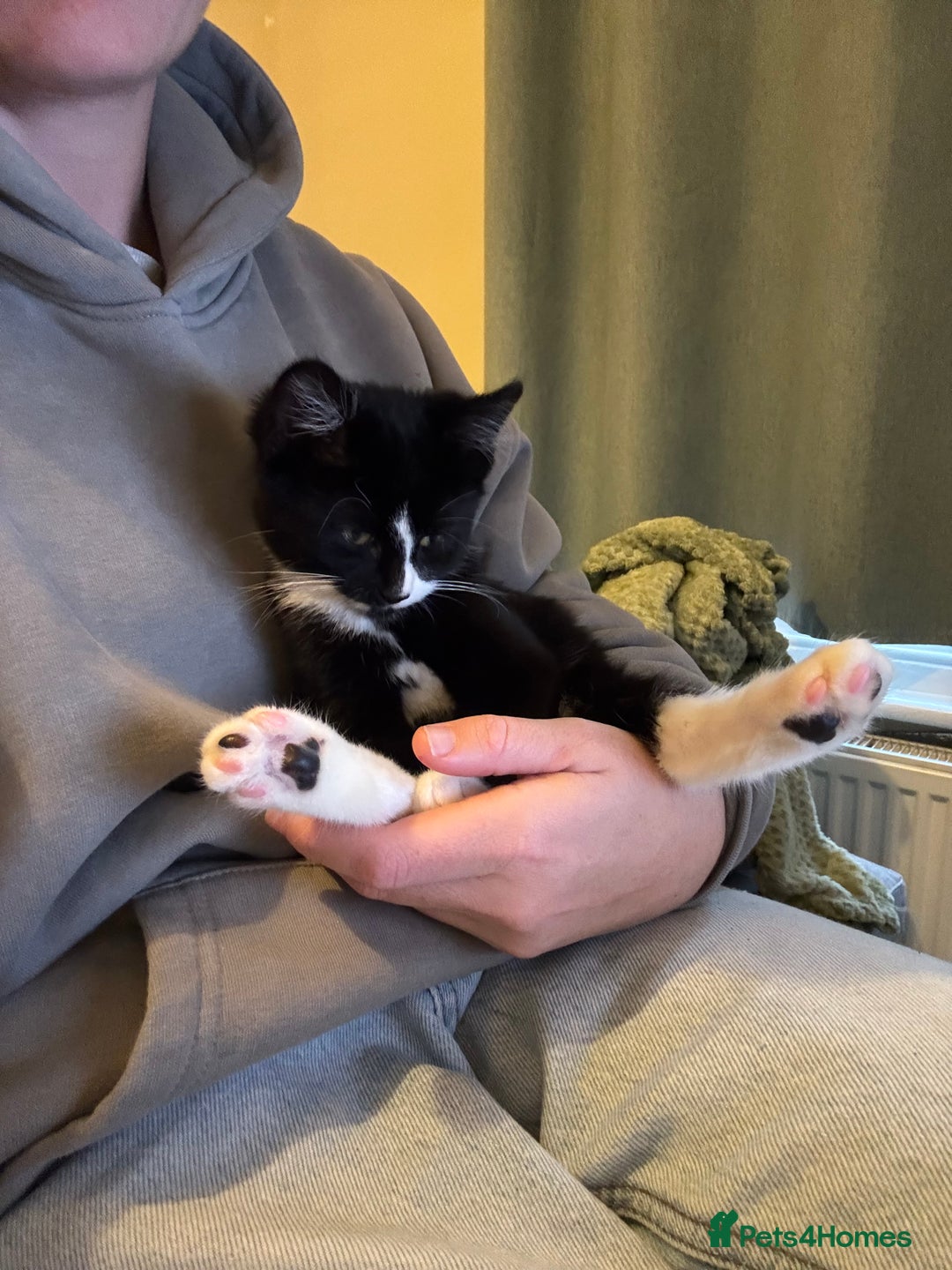 Mixed Breed cats for sale: 4 month old kitten  - Advert 4