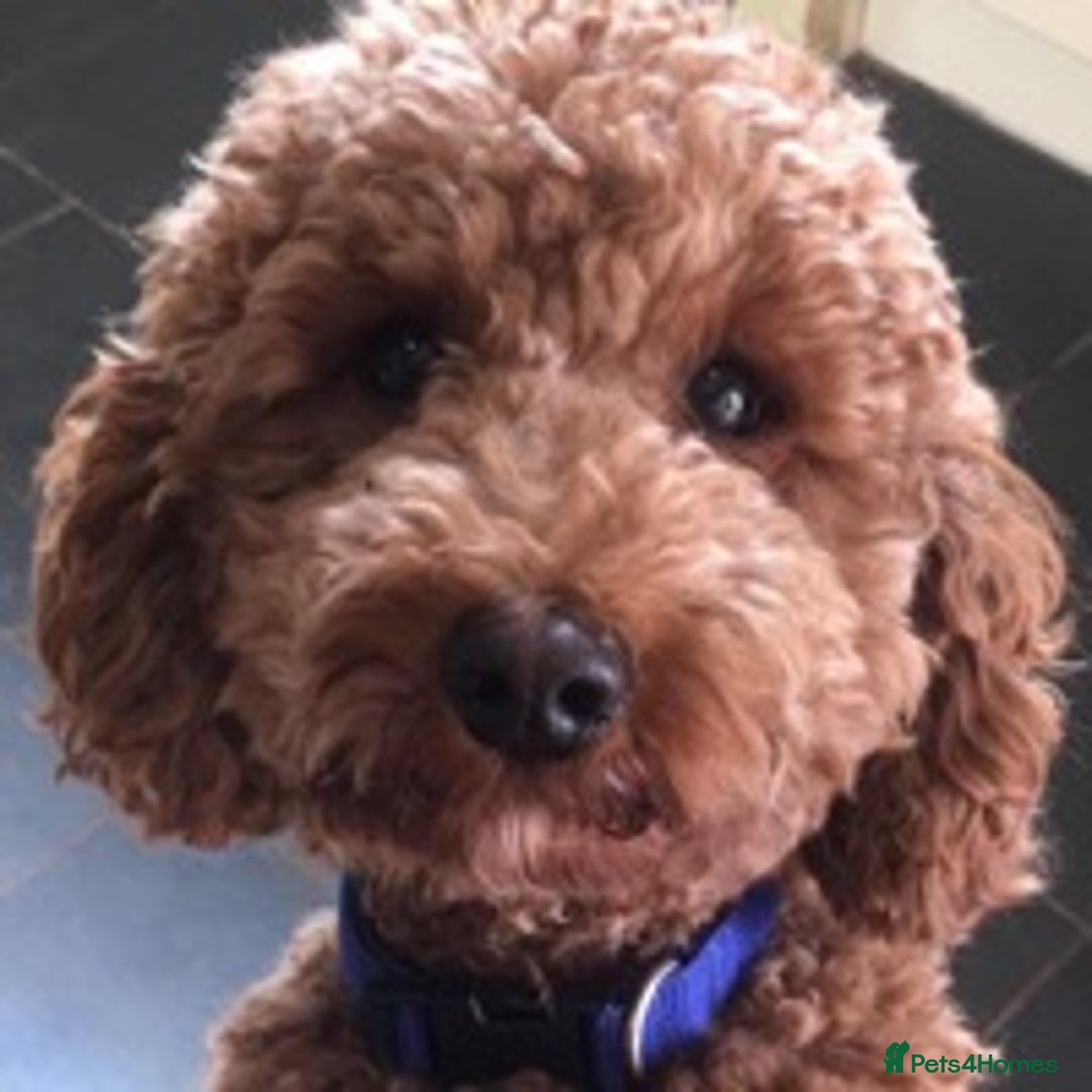 Cockapoo dogs for stud: miniature poodle for stud in Alford - Advert 6