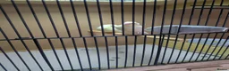 Canaries birds for sale: Canarys  in Kettering - Advert 5