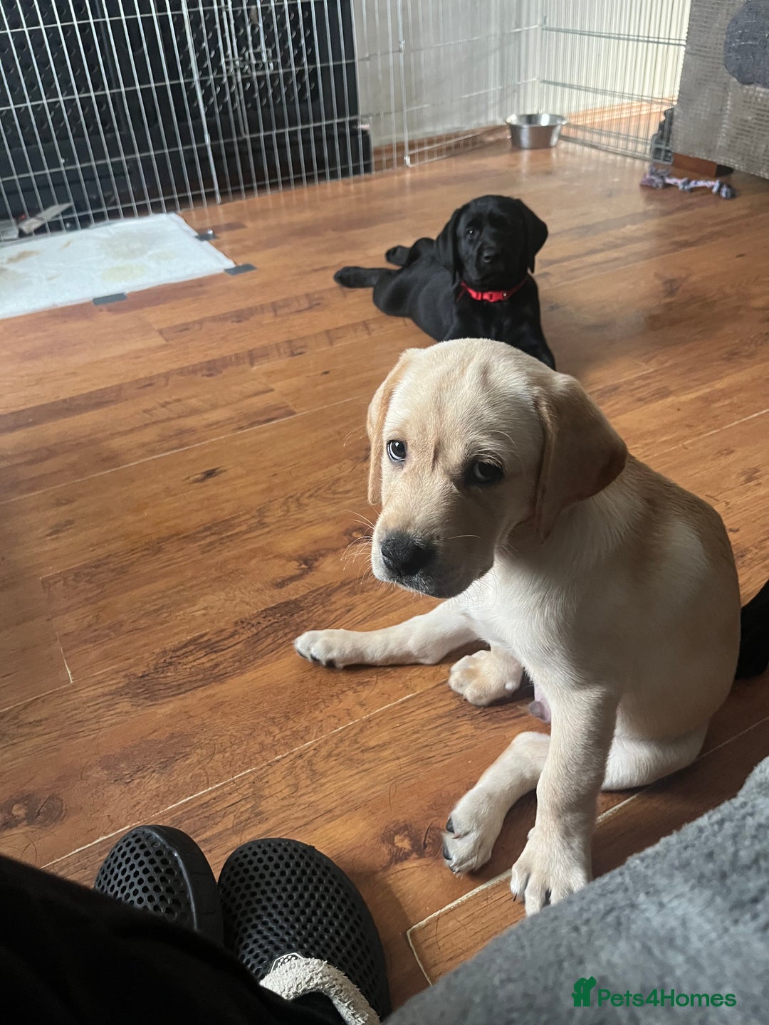 Labrador Retriever dogs for sale: Gorgeous, chunky pedigree Labrador puppy - Advert 31