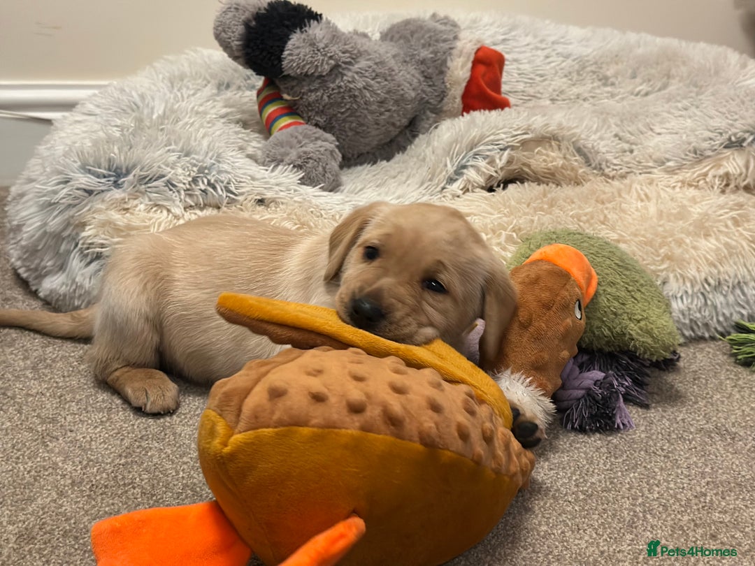 Golden Retriever dogs for sale: Friendly happy healthy, stunning puppies  - Advert 14