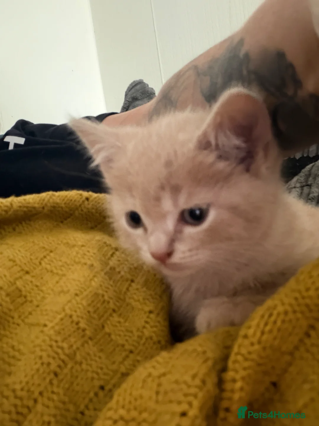 British Shorthair cats for sale: 2 British shorthair kittens - Advert 2