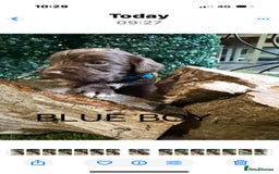 Cockapoo dogs for sale: F1 Cockapoo ( health tested parents) - Image 6