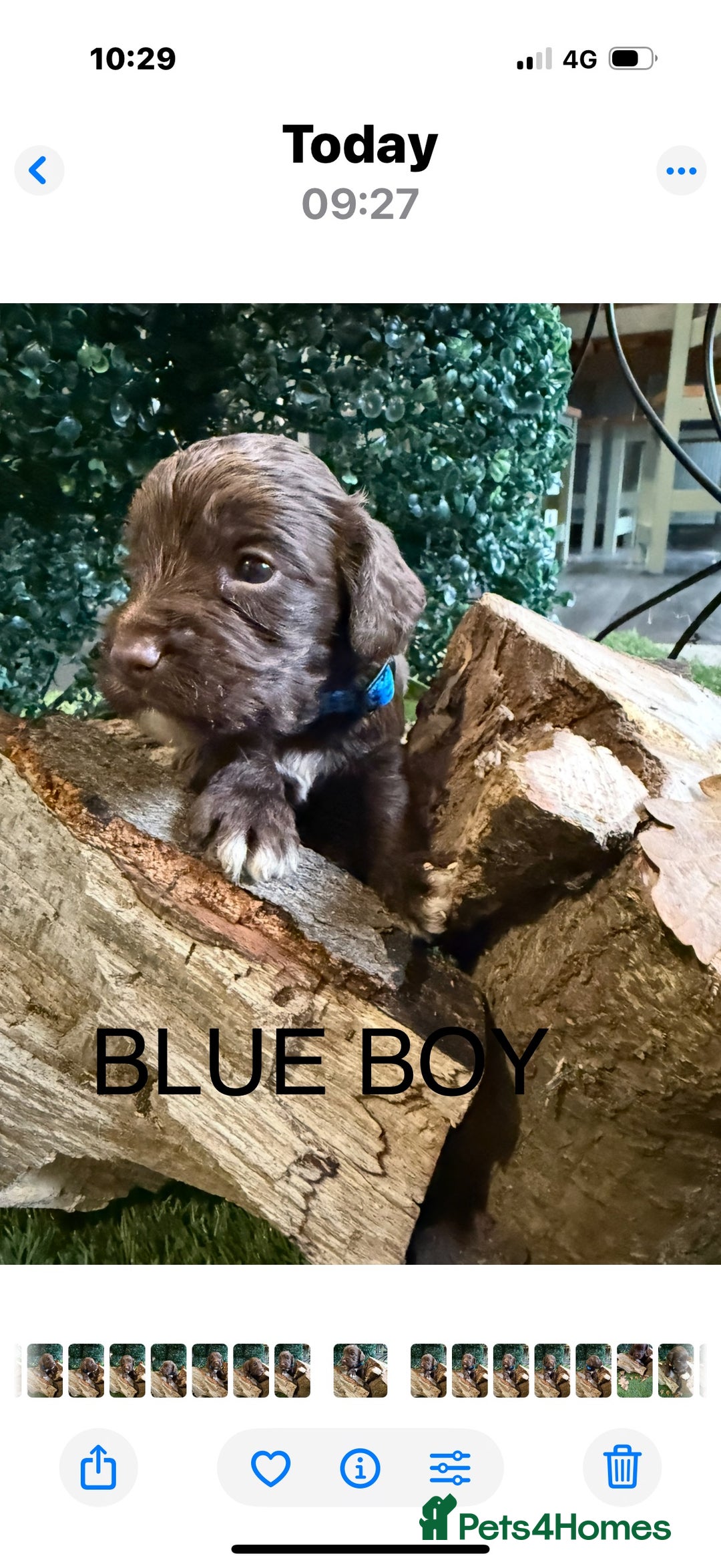 Cockapoo dogs for sale: F1 Cockapoo ( health tested parents) - Image 6