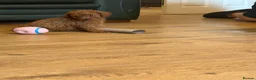 Cockapoo dogs for sale: Ready Now f1b Black & Brown Cockapoo Puppies! 🐾 in Scarborough - Advert 27