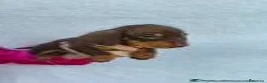 Miniature Dachshund 5