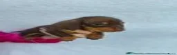 Miniature Dachshund dogs for sale: Last remaining kc registered mini dachshunds - Advert 8