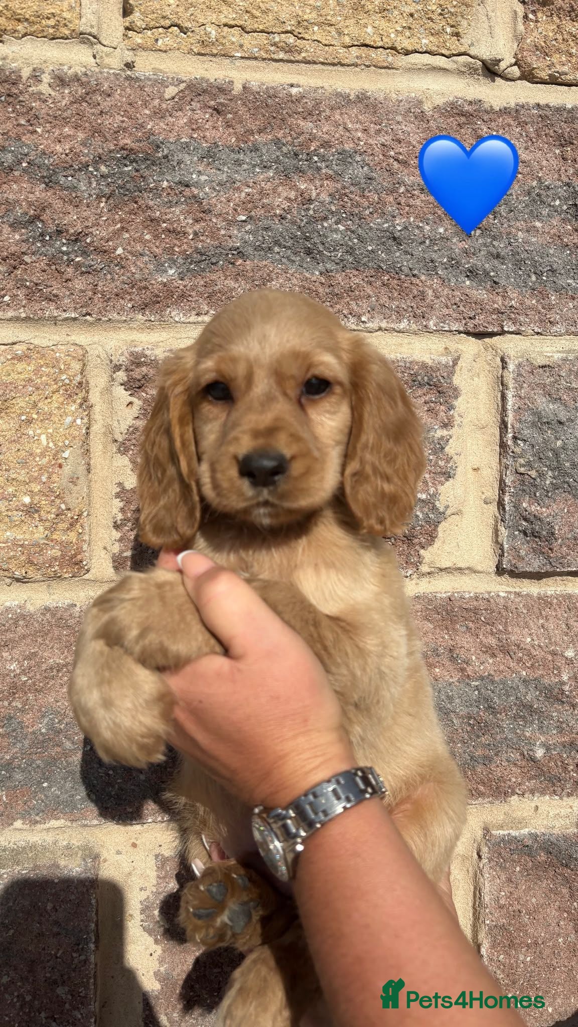 Cocker Spaniel dogs Working cocker spaniels  - Advert 1