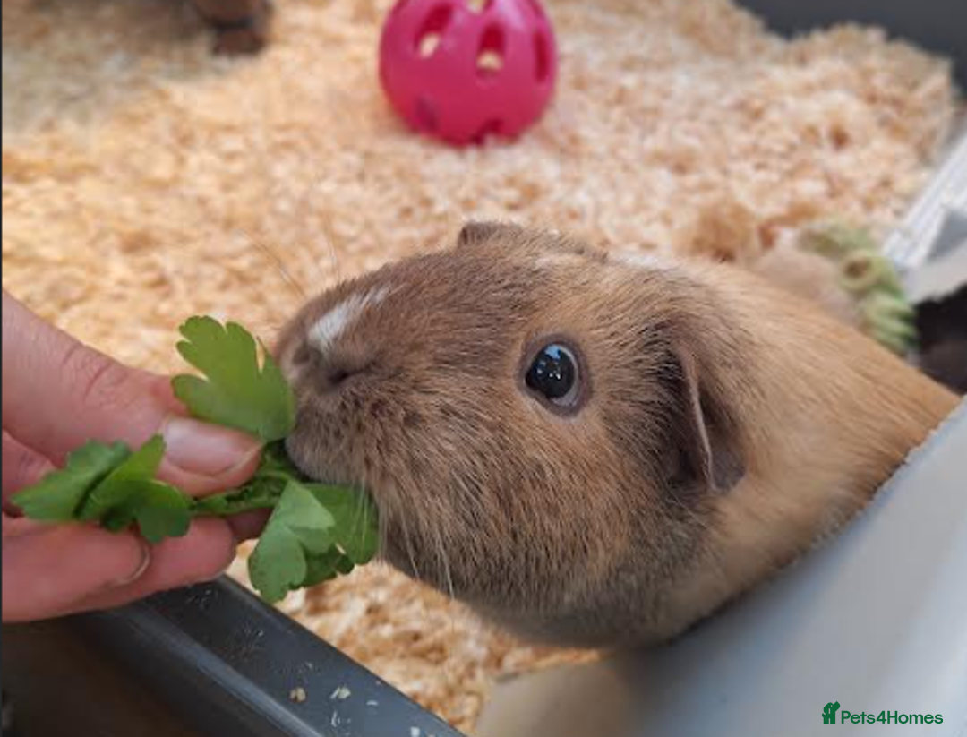 Guinea Pig rodents for sale: Two Gentle Female Guinea Pigs - Advert 5