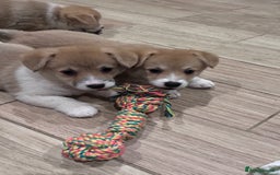 Welsh Corgi Pembroke dogs for sale: KC registered puppies 🐶  - Image 4